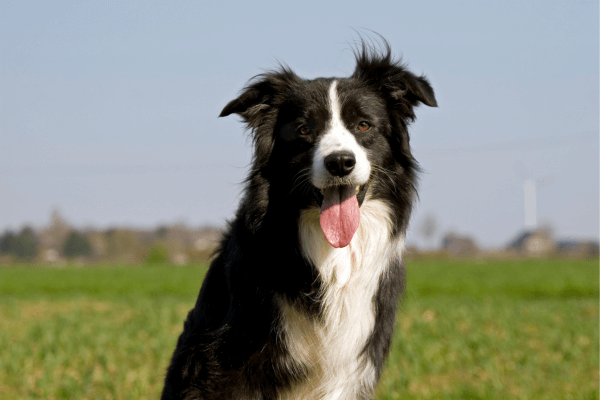 Cachorros para trilhas